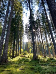 Pokljuški Gozd Jeseni, Pokljuka